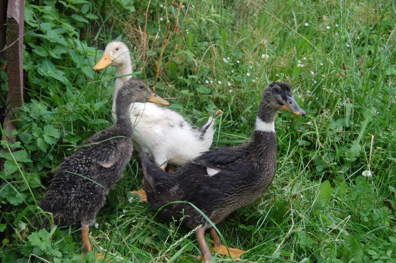 Agroturystyka Jelenia Visla Exteriér fotografie