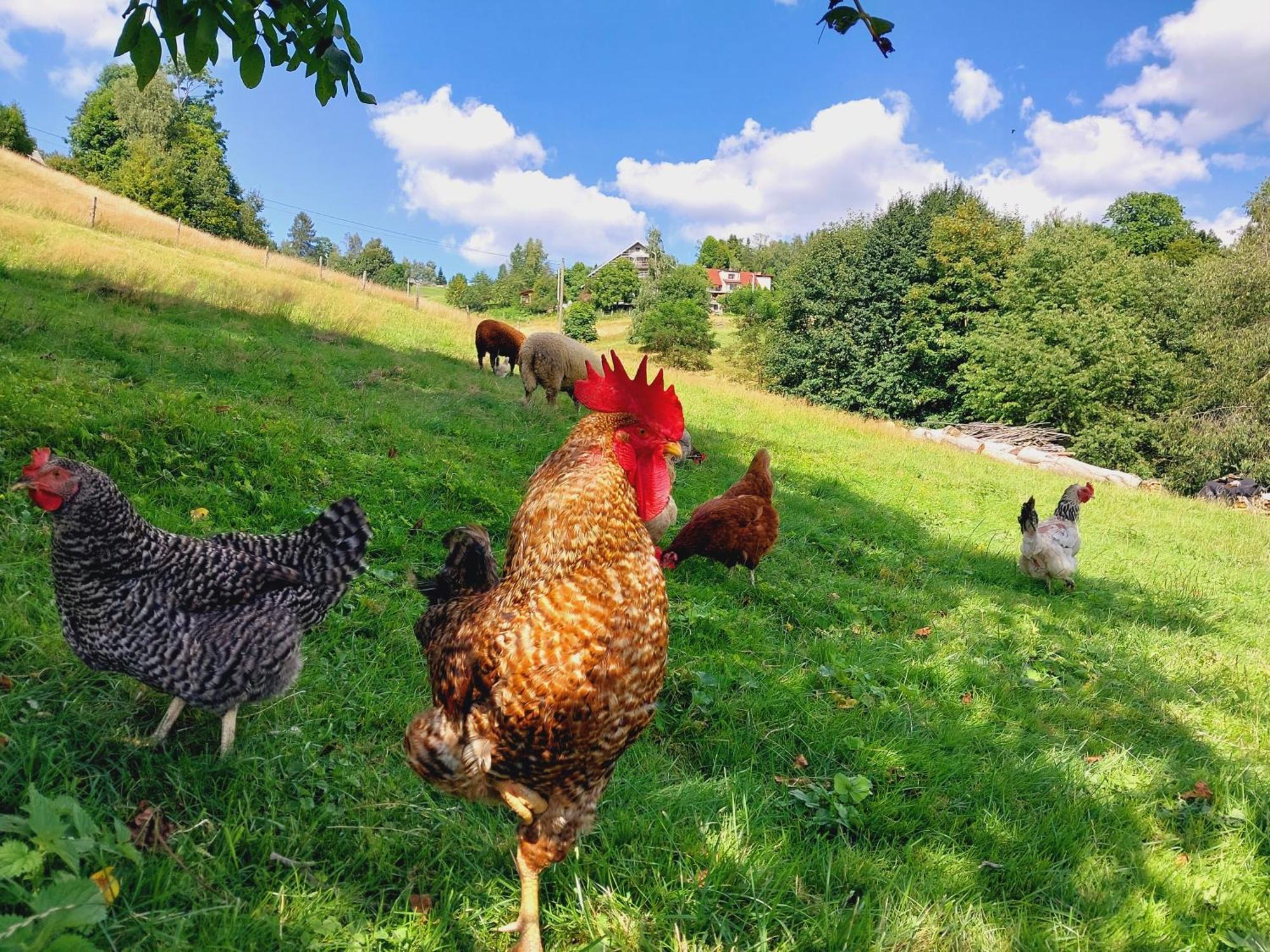 Agroturystyka Jelenia Visla Exteriér fotografie