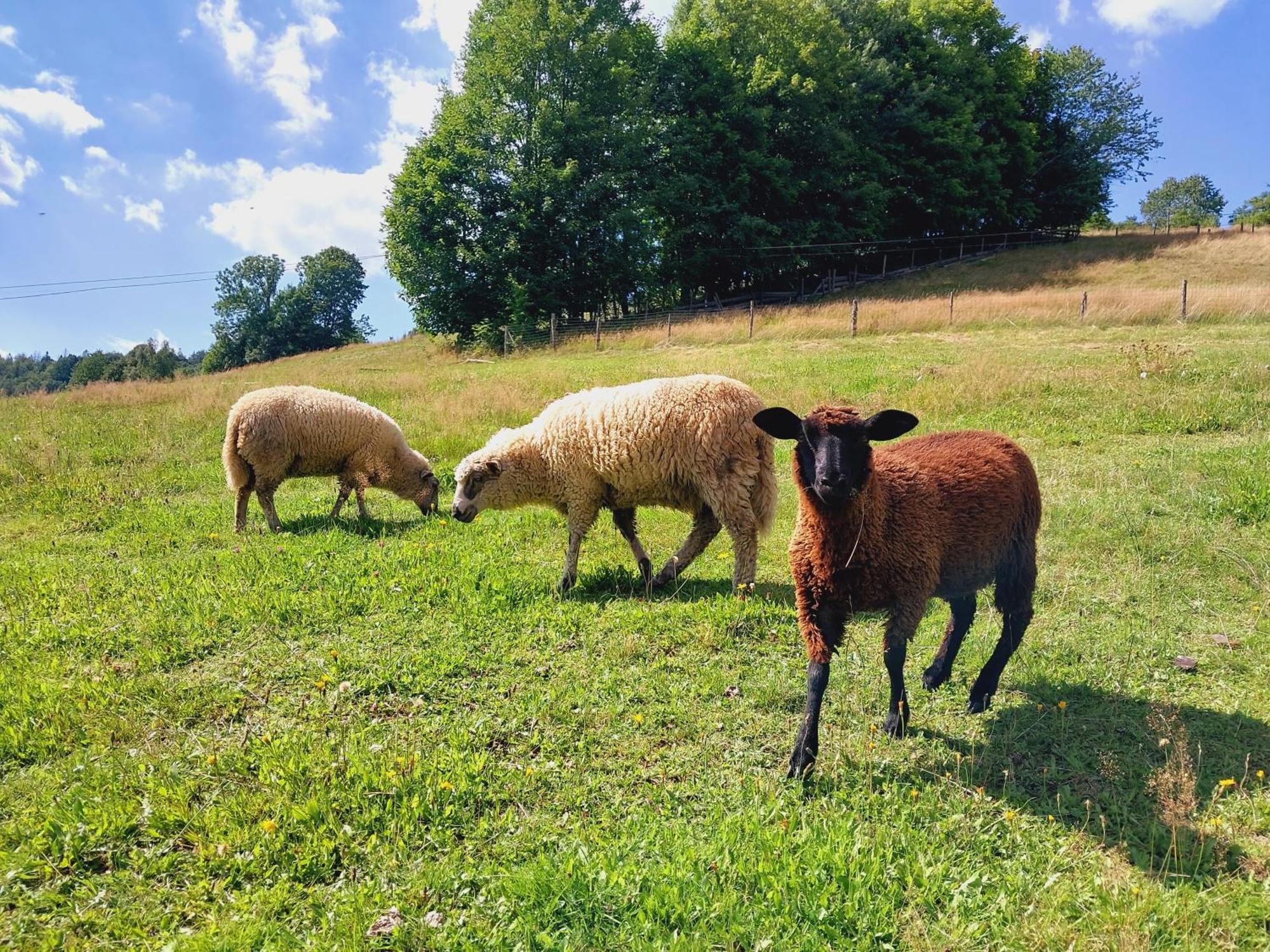 Agroturystyka Jelenia Visla Exteriér fotografie